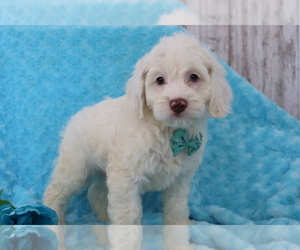 Cocker Spaniel-Poodle (Miniature) Mix Puppy for sale in SHILOH, OH, USA