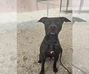 American Pit Bull Terrier Dogs for adoption in Palmetto, FL, USA
