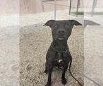 Small American Pit Bull Terrier