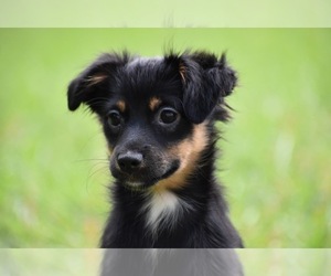 Miniature Australian Shepherd Puppy for sale in PALM COAST, FL, USA