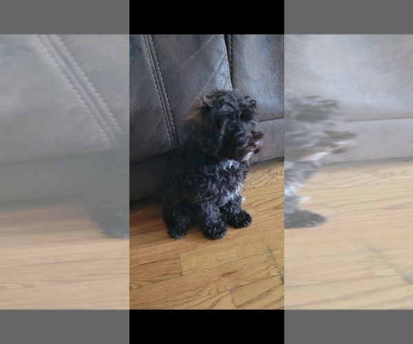 Medium Photo #9 Poodle (Toy) Puppy For Sale in MORRISON, CO, USA