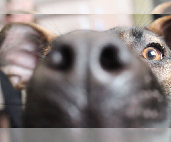 Medium Photo #2 Black Mouth Cur-Unknown Mix Puppy For Sale in Chestertown, MD, USA