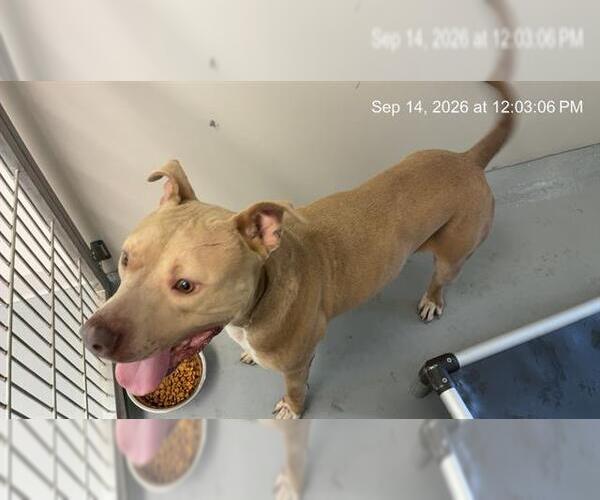 Medium Photo #1 American Pit Bull Terrier Puppy For Sale in Ocala, FL, USA