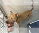RANGER - Male American Pit Bull Terrier Dog for Adoption - Small photo