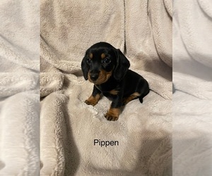 Dachshund Puppy for sale in VIROQUA, WI, USA