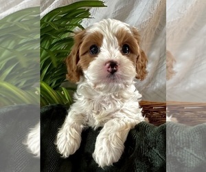 Cavapoo Puppy for sale in PORTLAND, OR, USA