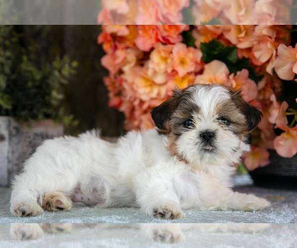Medium Photo #1 Shih Tzu Puppy For Sale in CLARE, MI, USA