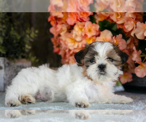 Shih Tzu Litter for sale in CLARE, MI, USA