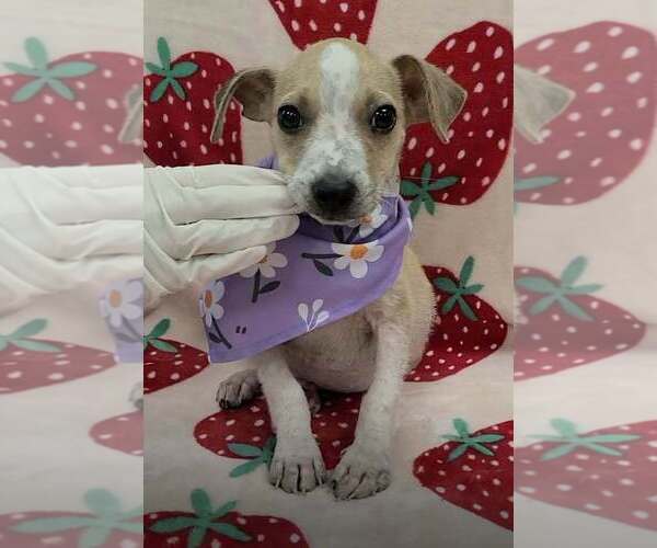Medium Photo #1 Jack Russell Terrier-Unknown Mix Puppy For Sale in New York, NY, USA