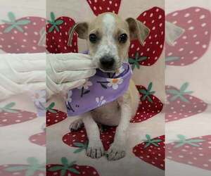 Jack Russell Terrier-Unknown Mix Dogs for adoption in New York, NY, USA