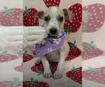 Small Jack Russell Terrier Mix