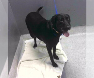 Labrador Retriever Dogs for adoption in Tallahassee, FL, USA