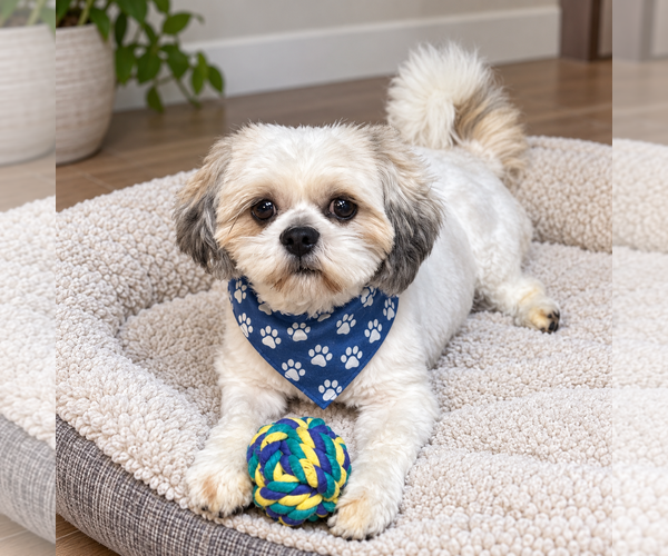 Medium Photo #2 Shih Tzu-Unknown Mix Puppy For Sale in Phoenix, AZ, USA