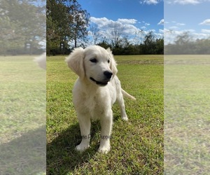 English Cream Golden Retriever Puppy for sale in WEST PLAINS, MO, USA