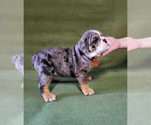 Bulldog Puppy for sale in LEHIGH ACRES, FL, USA