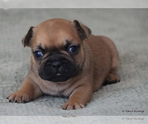 French Bulldog Litter for sale in WINNSBORO, TX, USA