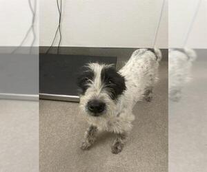 Texas Heeler-Unknown Mix Dogs for adoption in HESPERIA, CA, USA