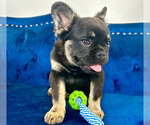 Small Photo #10 French Bulldog Puppy For Sale in COLUMBUS, OH, USA
