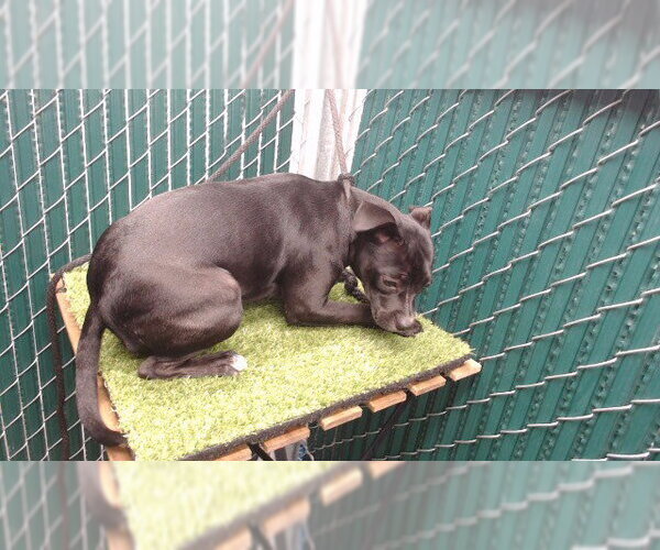 Medium Photo #1 Mutt Puppy For Sale in Downey, CA, USA