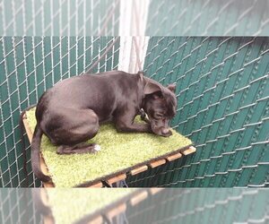 Mutt Dogs for adoption in Downey, CA, USA
