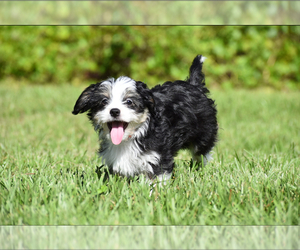 Auss-Tzu Puppy for sale in PALM COAST, FL, USA