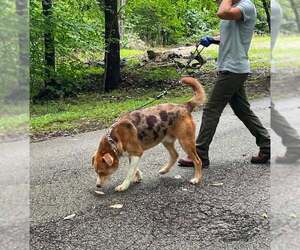 Ace - Male Mutt Dog for Adoption - Photo #3