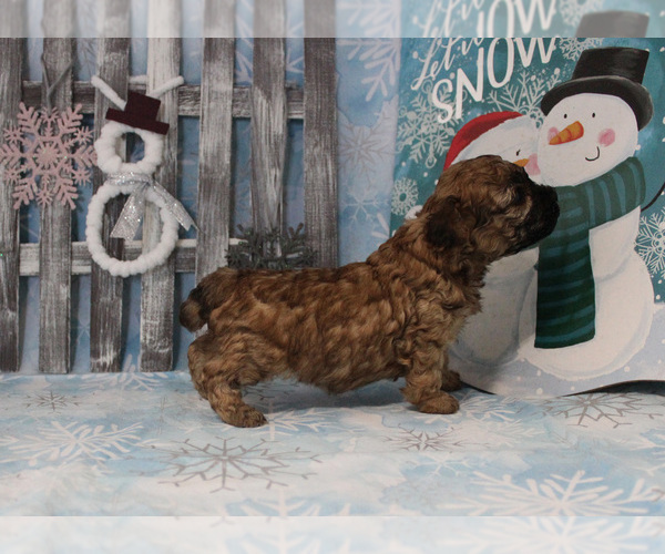 Medium Photo #13 Poodle (Toy) Puppy For Sale in CHANUTE, KS, USA