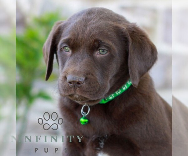 Medium Photo #4 Labrador Retriever Puppy For Sale in MORGANTOWN, PA, USA