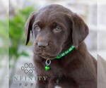 Small #3 Labrador Retriever