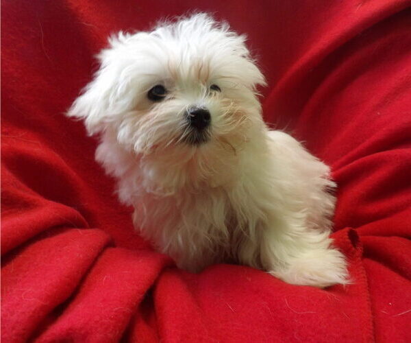 Medium Photo #3 Maltese Puppy For Sale in PATERSON, NJ, USA