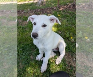 Medium Alaskan Malamute-German Shepherd Dog Mix