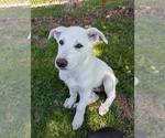 Puppy Visenya Pink Alaskan Malamute-German Shepherd Dog Mix
