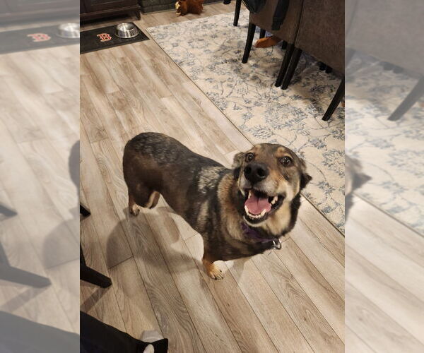 Medium Photo #2 Mutt Puppy For Sale in Salt Lake City, UT, USA