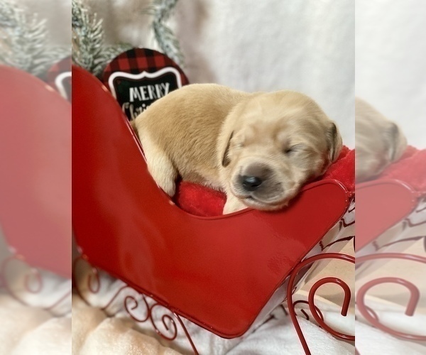 Medium Photo #35 Golden Retriever Puppy For Sale in RICHMOND, TX, USA