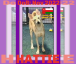 Small #4 Saluki-Whippet Mix