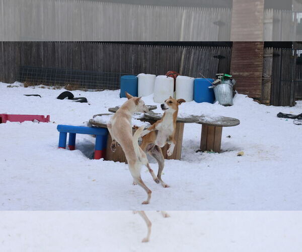 Medium Photo #15 Saluki-Whippet Mix Puppy For Sale in Sebec, ME, USA