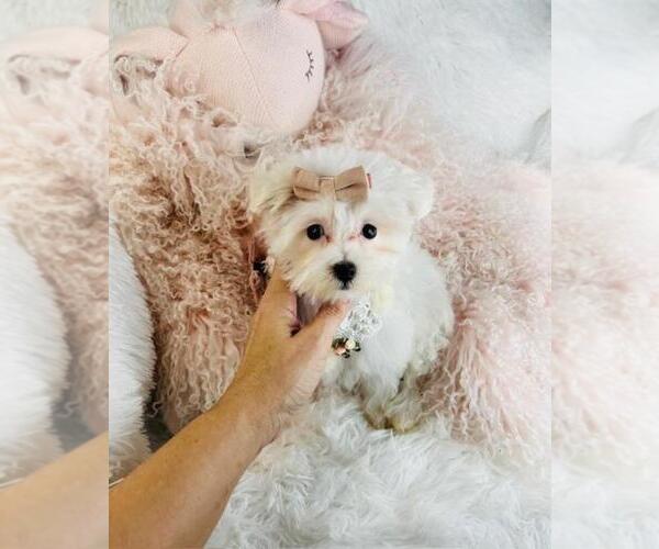 Medium Photo #7 Maltipoo (Toy) Puppy For Sale in PEMBROKE PINES, FL, USA