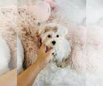 Small Photo #7 Maltipoo (Toy) Puppy For Sale in PEMBROKE PINES, FL, USA