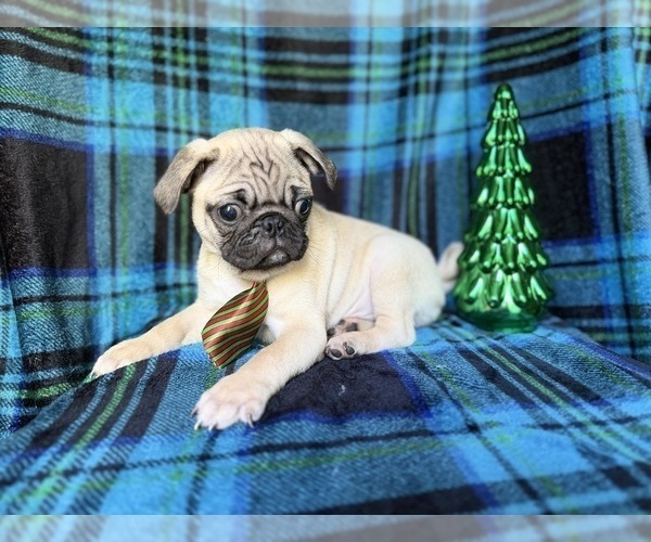 Medium Photo #7 Pug Puppy For Sale in LAKELAND, FL, USA