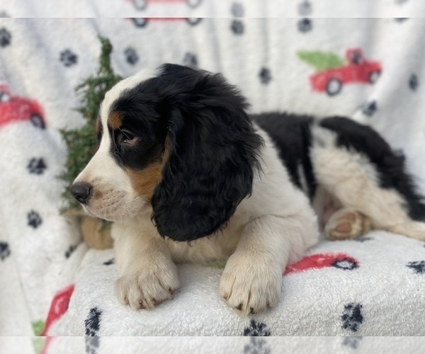 Medium Photo #7 Bernese Mountain Dog Puppy For Sale in CEDAR LANE, PA, USA