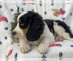 Small Photo #7 Bernese Mountain Dog Puppy For Sale in CEDAR LANE, PA, USA