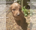 Small Photo #4 Goldendoodle Puppy For Sale in FAYETTEVILLE, TN, USA