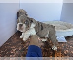 Small #34 Bulldog