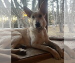 Small #3 Mutt