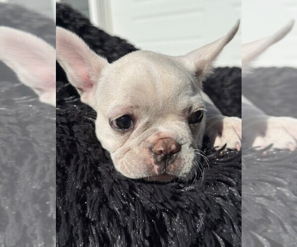 Medium Photo #10 Faux Frenchbo Bulldog-French Bulldog Mix Puppy For Sale in MOUNDRIDGE, KS, USA