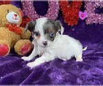 Small #5 Chihuahua