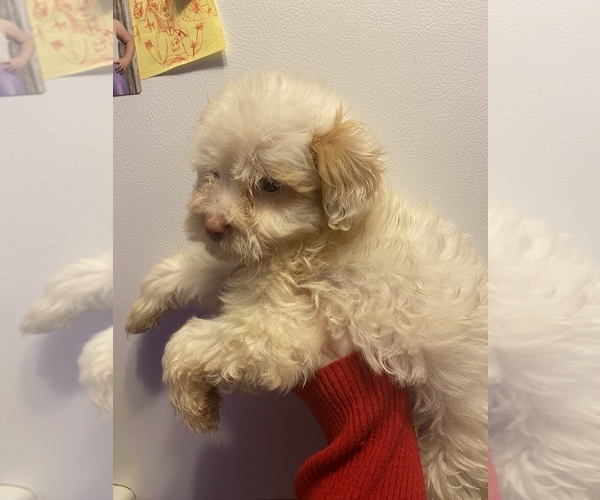 Full screen Photo #1 ShihPoo Puppy For Sale in VENETA, OR, USA