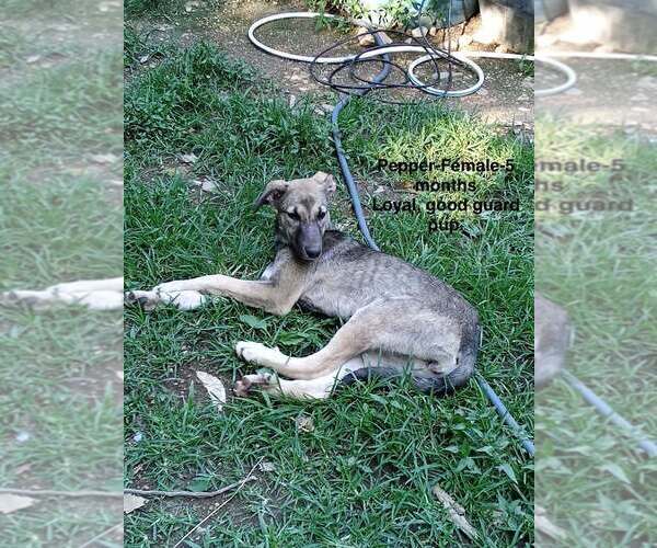 Medium Photo #4 Anatolian Shepherd-German Shepherd Dog Mix Puppy For Sale in Aurora, IN, USA