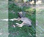 Small #3 Anatolian Shepherd-German Shepherd Dog Mix