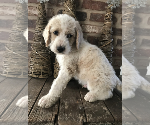 Medium Photo #2 Labradoodle-Poodle (Standard) Mix Puppy For Sale in SAN MARCOS, TX, USA